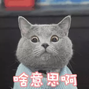 貓咪為什麼總是盯著我?背後的真相有點暖!