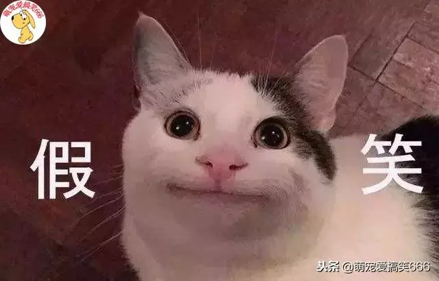 貓咪的這六種舉動,竟然是告訴鏟屎官自己生病了,太神奇了!