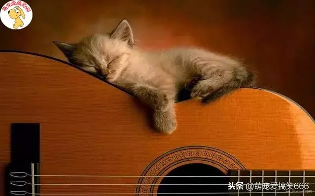 貓咪的這六種舉動,竟然是告訴鏟屎官自己生病了,太神奇了!