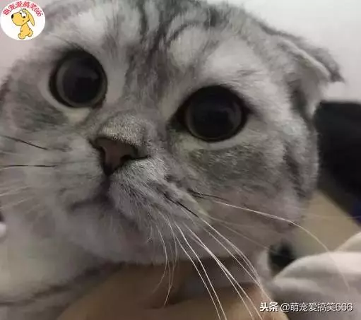 貓咪的這六種舉動,竟然是告訴鏟屎官自己生病了,太神奇了!