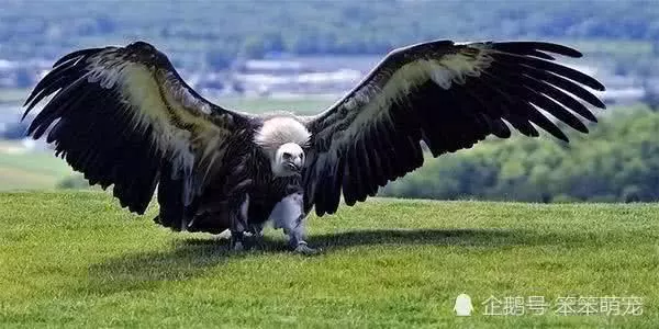 世界上最可憐的鷹,身高2米翼展7米,沒天敵卻因「吃不飽」滅絕