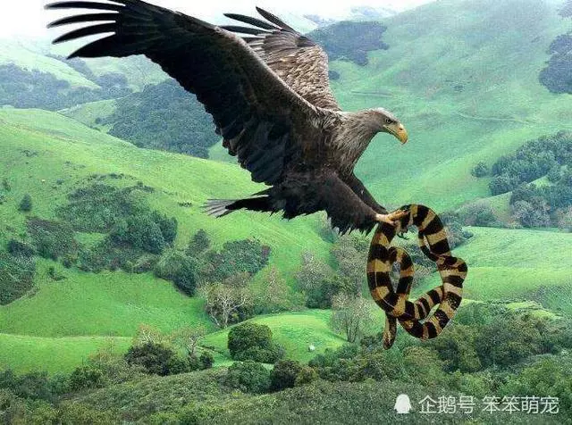 世界上最可憐的鷹,身高2米翼展7米,沒天敵卻因「吃不飽」滅絕