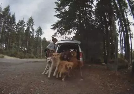 主人煩惱著要如何幫13隻黃金獵犬洗澡 想了想居然想到「完美解決方法」