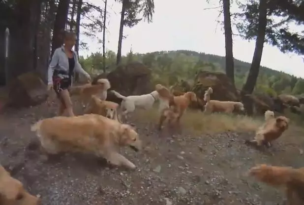 主人煩惱著要如何幫13隻黃金獵犬洗澡 想了想居然想到「完美解決方法」