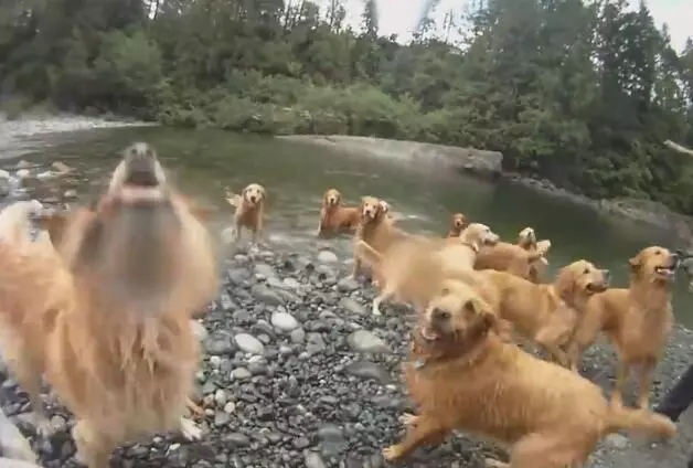 主人煩惱著要如何幫13隻黃金獵犬洗澡 想了想居然想到「完美解決方法」