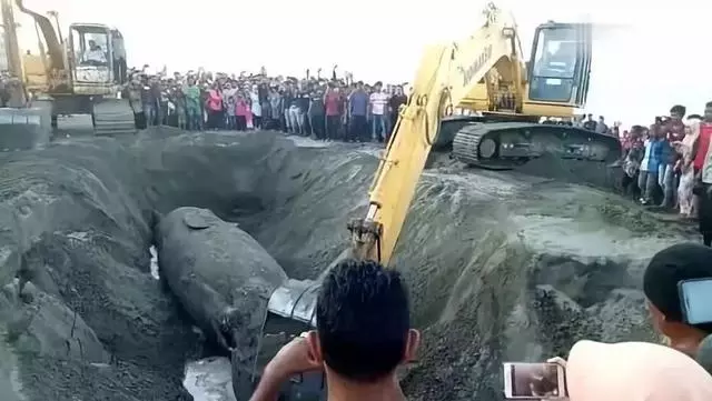 鯨爆!世界上最巨大的生化武器