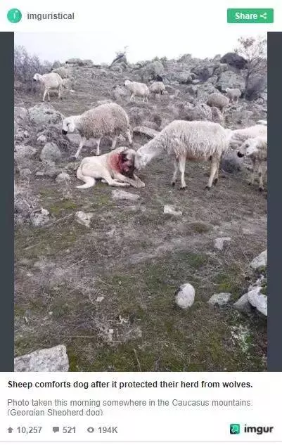 牧羊犬為保護羊群遇襲,小羊溫柔靠近:謝謝你……