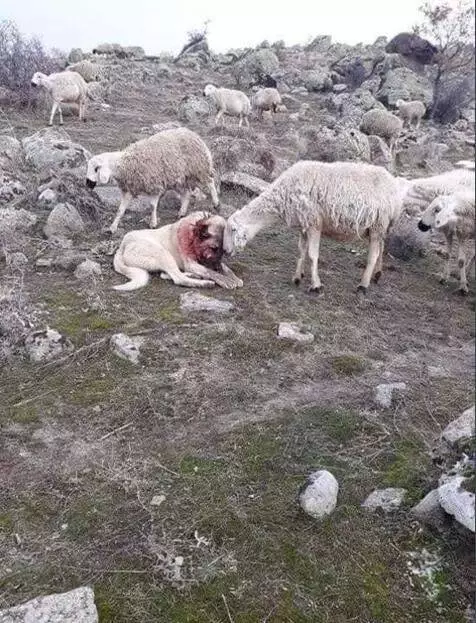 牧羊犬為保護羊群遇襲,小羊溫柔靠近:謝謝你……
