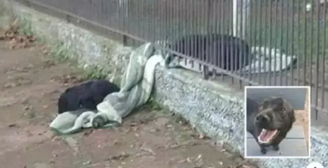 牧羊犬為保護羊群遇襲,小羊溫柔靠近:謝謝你……