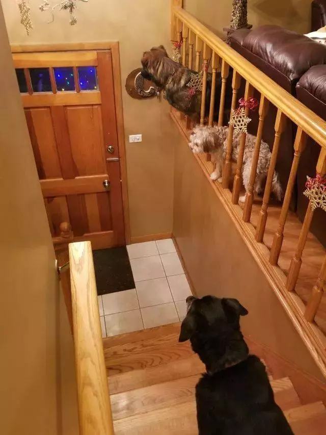 牧羊犬為保護羊群遇襲,小羊溫柔靠近:謝謝你……