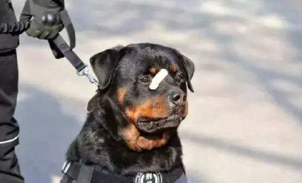 牧羊犬為保護羊群遇襲,小羊溫柔靠近:謝謝你……