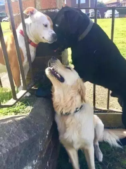 牧羊犬為保護羊群遇襲,小羊溫柔靠近:謝謝你……