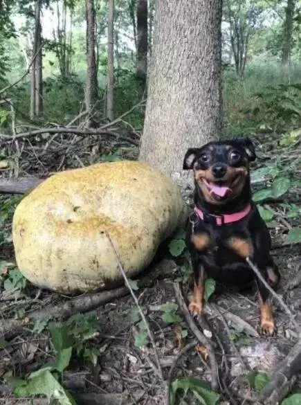 牧羊犬為保護羊群遇襲,小羊溫柔靠近:謝謝你……