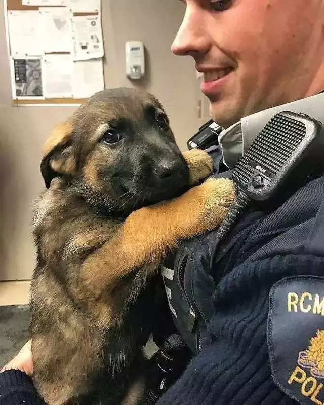 牧羊犬為保護羊群遇襲,小羊溫柔靠近:謝謝你……