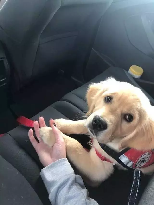 牧羊犬為保護羊群遇襲,小羊溫柔靠近:謝謝你……