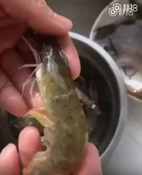 餐廳大廚用「不費力神招」處理「蝦子腸泥」超神速!一個MOVE幾秒內輕鬆搞定!