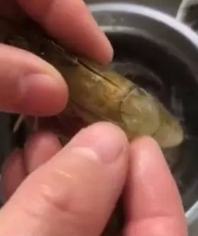餐廳大廚用「不費力神招」處理「蝦子腸泥」超神速!一個MOVE幾秒內輕鬆搞定!