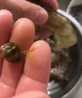 餐廳大廚用「不費力神招」處理「蝦子腸泥」超神速!一個MOVE幾秒內輕鬆搞定!