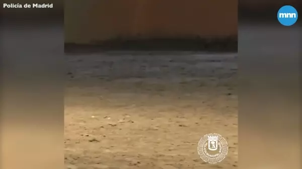 警察當場倒地不起,身旁警犬立刻「檢查呼吸更CPR急救」!英雄式機靈反應,網讚:太聰明了!!