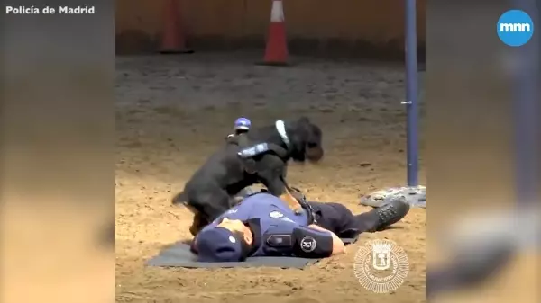 警察當場倒地不起,身旁警犬立刻「檢查呼吸更CPR急救」!英雄式機靈反應,網讚:太聰明了!!