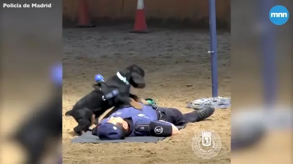 警察當場倒地不起,身旁警犬立刻「檢查呼吸更CPR急救」!英雄式機靈反應,網讚:太聰明了!!