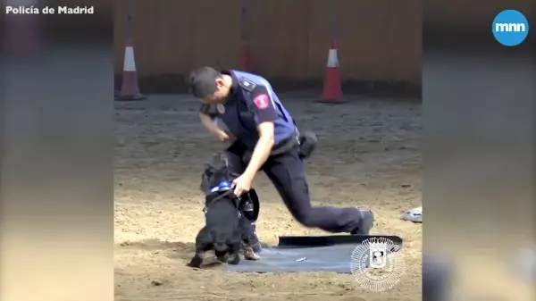 警察當場倒地不起,身旁警犬立刻「檢查呼吸更CPR急救」!英雄式機靈反應,網讚:太聰明了!!