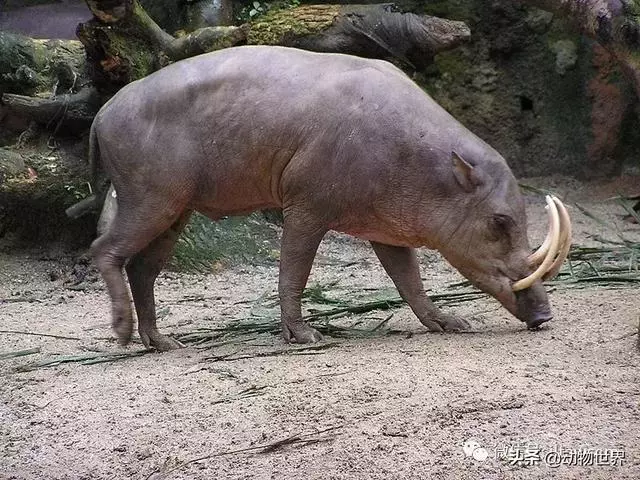 豬年馬上來臨 認識一下世界上所有的豬