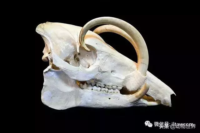 豬年馬上來臨 認識一下世界上所有的豬