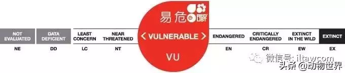 豬年馬上來臨 認識一下世界上所有的豬