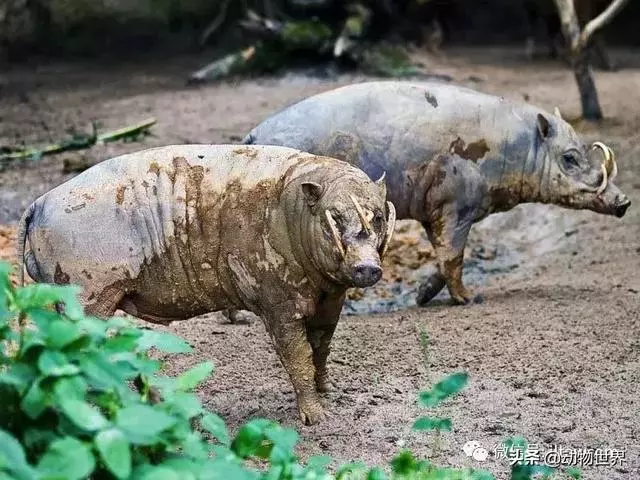 豬年馬上來臨 認識一下世界上所有的豬