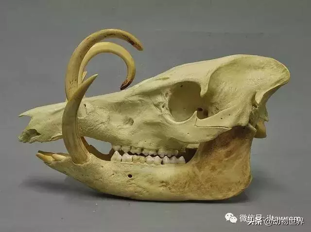 豬年馬上來臨 認識一下世界上所有的豬