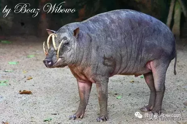 豬年馬上來臨 認識一下世界上所有的豬
