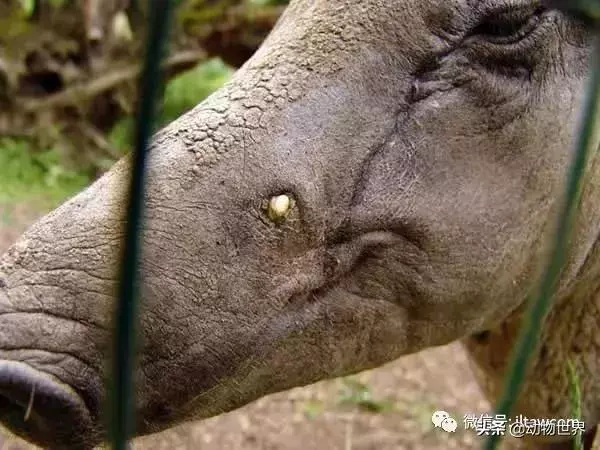 豬年馬上來臨 認識一下世界上所有的豬