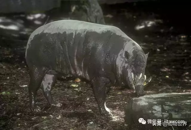 豬年馬上來臨 認識一下世界上所有的豬