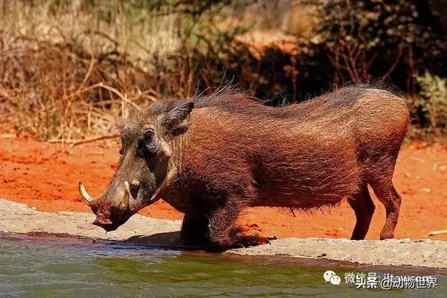 豬年馬上來臨 認識一下世界上所有的豬