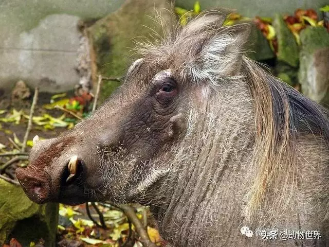 豬年馬上來臨 認識一下世界上所有的豬