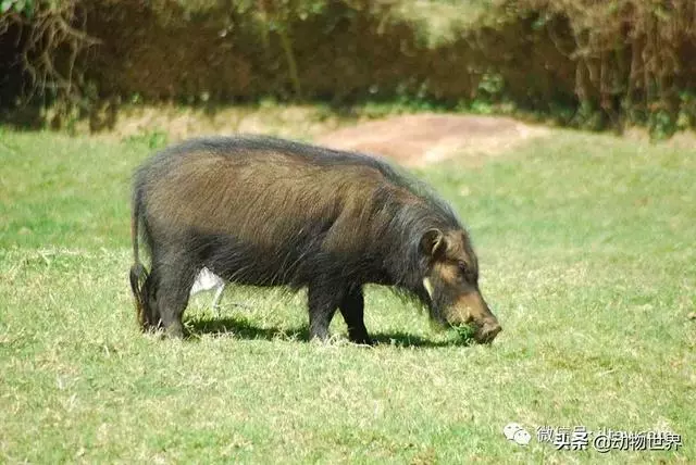 豬年馬上來臨 認識一下世界上所有的豬