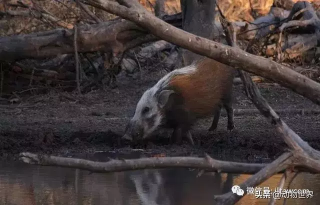 豬年馬上來臨 認識一下世界上所有的豬