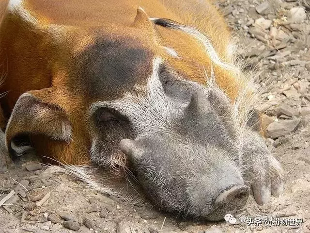 豬年馬上來臨 認識一下世界上所有的豬