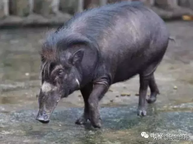 豬年馬上來臨 認識一下世界上所有的豬
