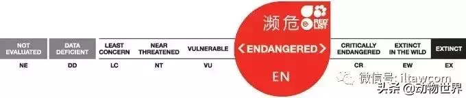 豬年馬上來臨 認識一下世界上所有的豬