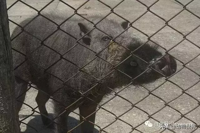 豬年馬上來臨 認識一下世界上所有的豬