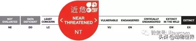 豬年馬上來臨 認識一下世界上所有的豬