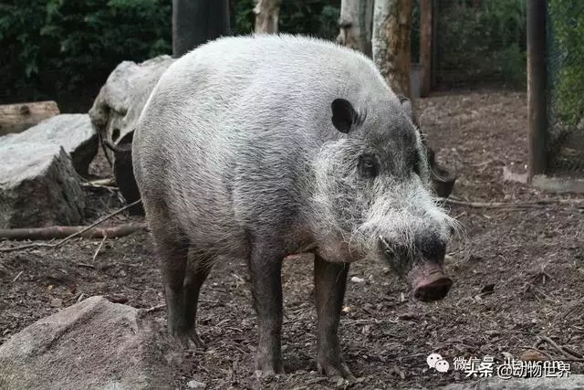 豬年馬上來臨 認識一下世界上所有的豬