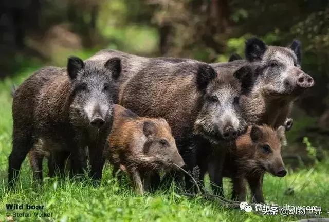 豬年馬上來臨 認識一下世界上所有的豬
