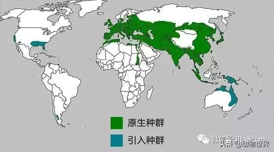 豬年馬上來臨 認識一下世界上所有的豬