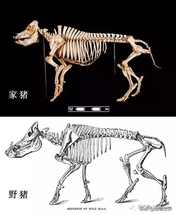 豬年馬上來臨 認識一下世界上所有的豬
