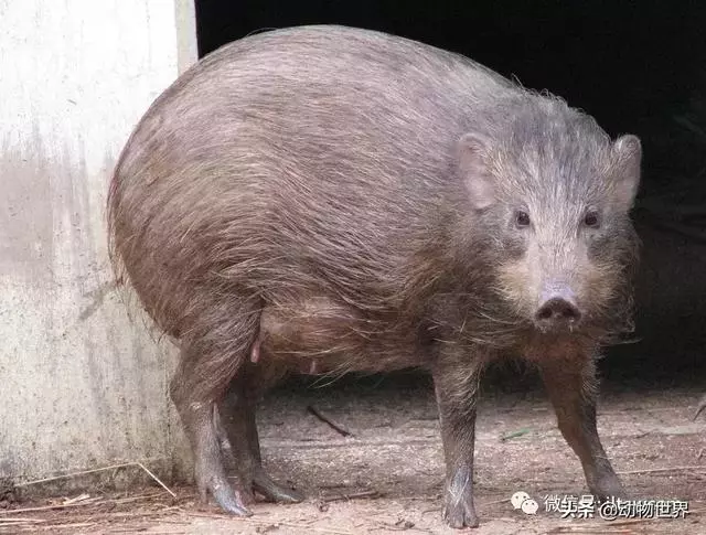 豬年馬上來臨 認識一下世界上所有的豬