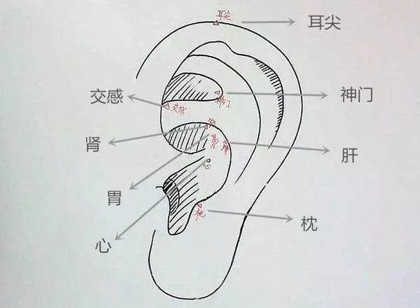 老中醫教你從耳朵了解身體疾病記住哦!