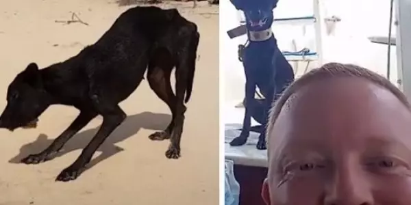 大叔在快淹沒無人荒島遇到「皮包骨黑犬」被惡意遺棄!不顧全船反對丟包,執意救牠回家!如今狗狗烏黑亮麗超美,擁有第二次生命!